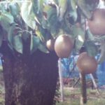 類産梨の木