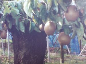 類産梨の木